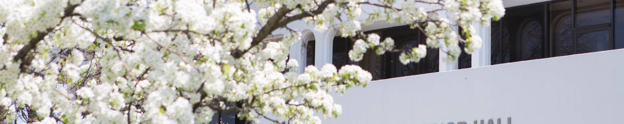 Laker Superior Hall with white tree blossoms as the focal point in front of the building